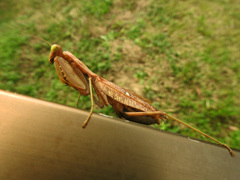 カマキリ拳法