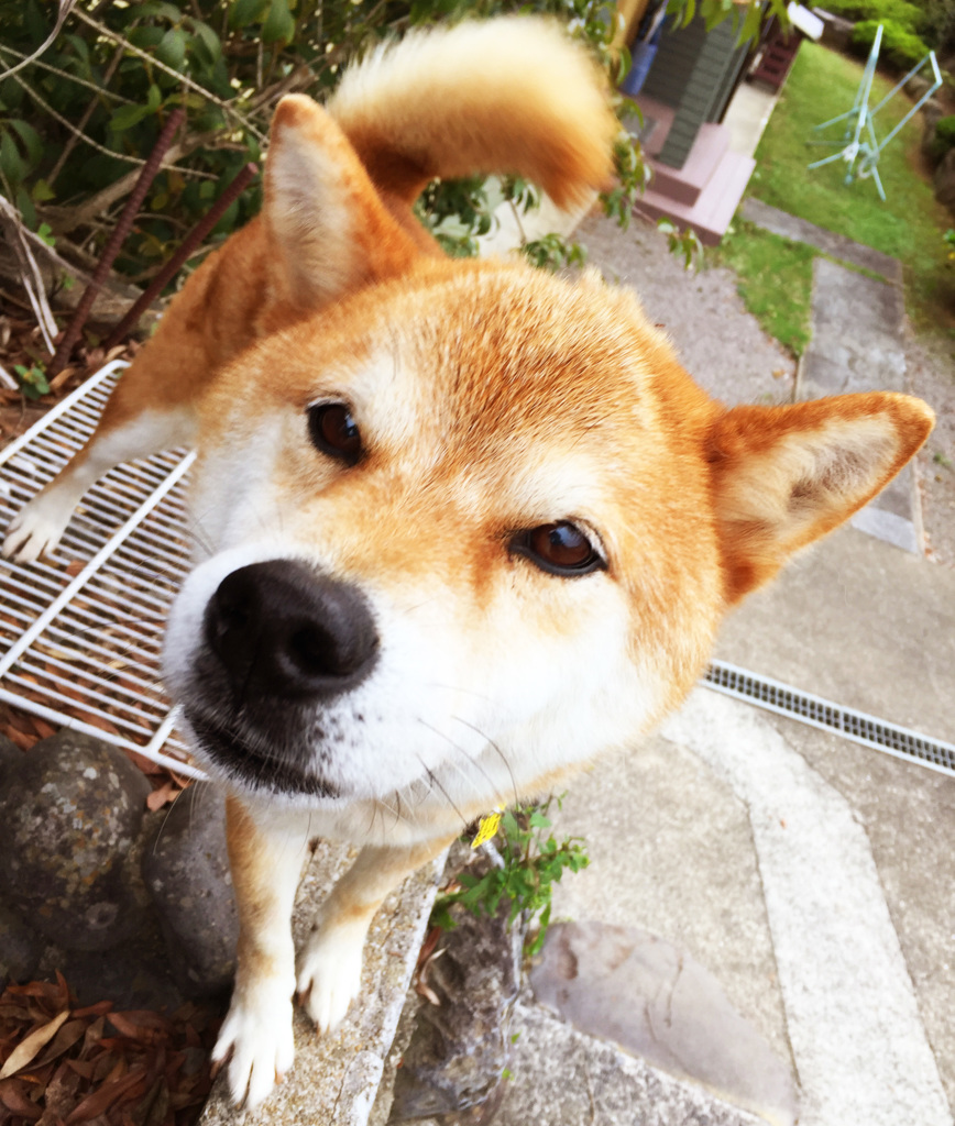 職場近くの犬
