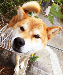 職場近くの犬
