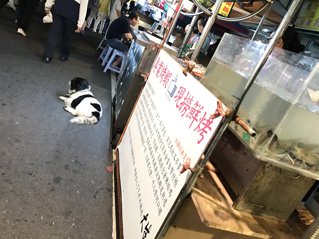 高雄の犬