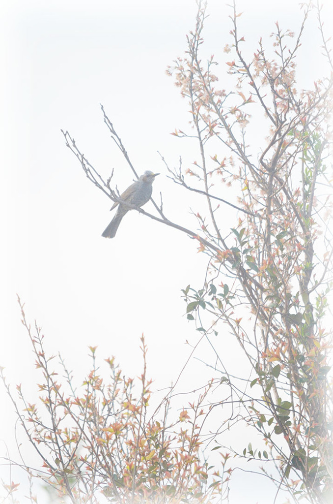 庭木に鳥が