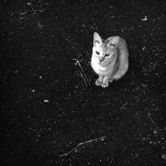 今朝のMIBエージェント「N(NEKO)」