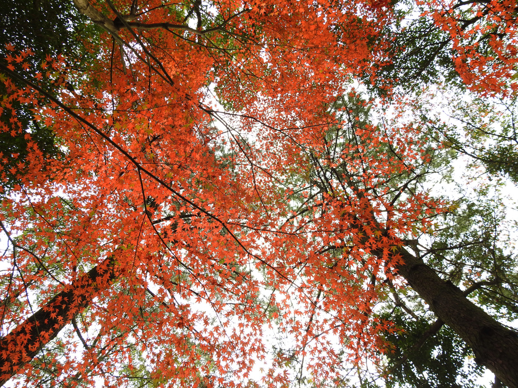 紅葉