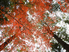 紅葉