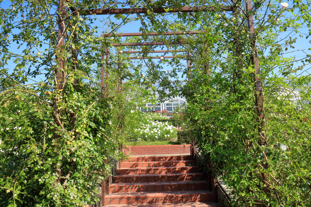 ばらの丘公園１