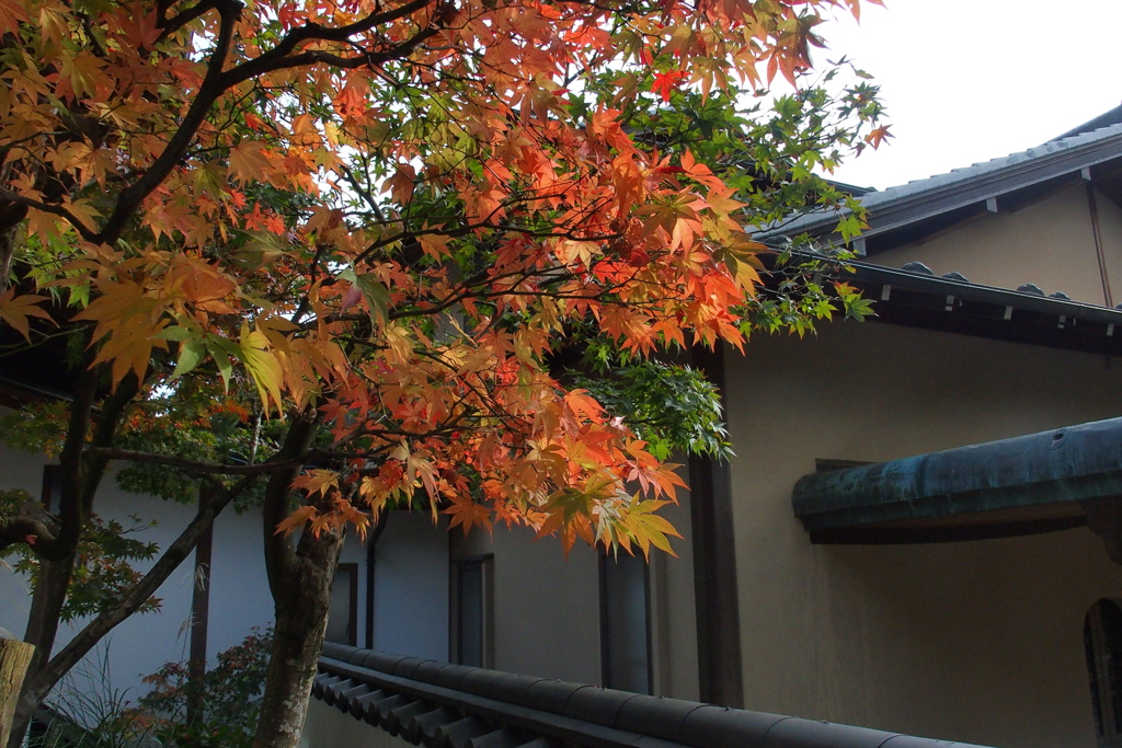 修善寺１３