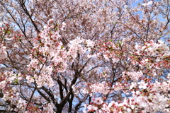 江戸東京たてもの園１