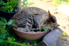 DSCF3865