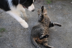 にゃん法体かわし