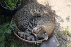 DSCF3857