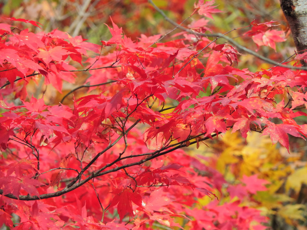 2001 紅葉狩り