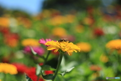 花の香りに誘われて