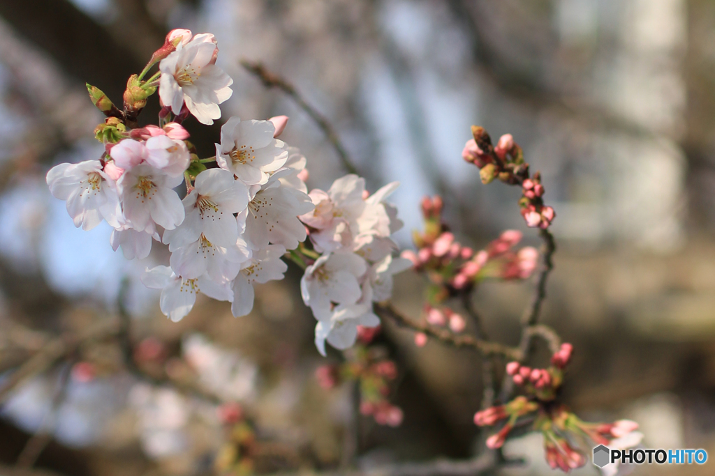 桜