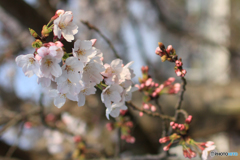 桜