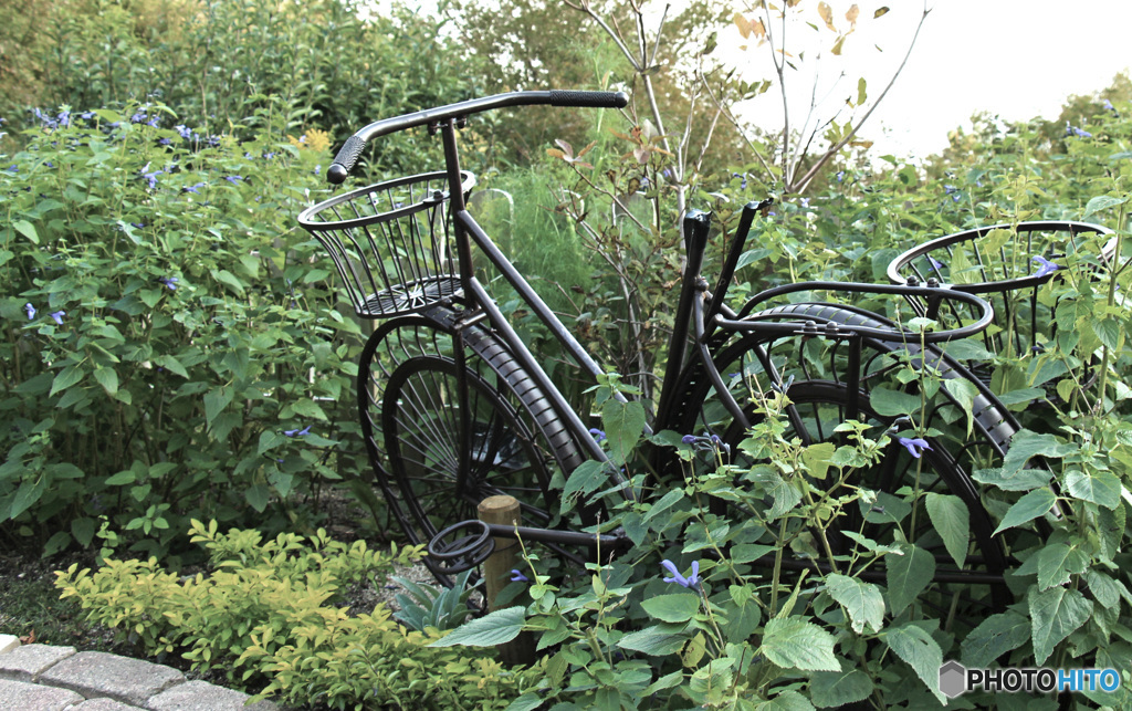 Abandoned bicycles