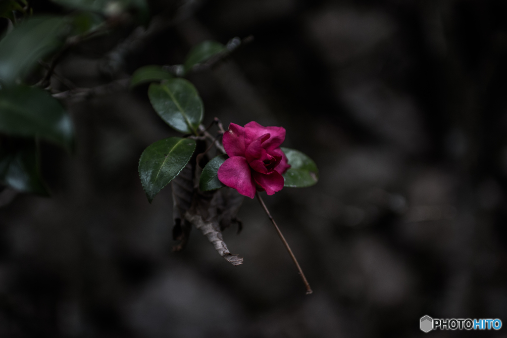 紅一点