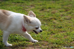愛犬