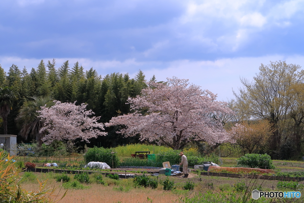 のどかな景色