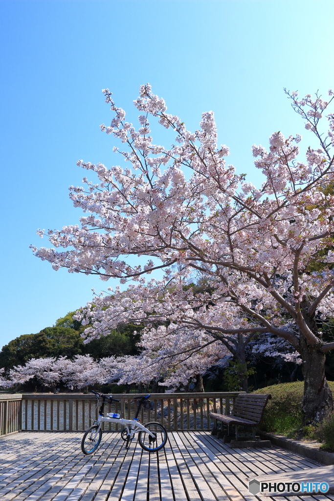 桜