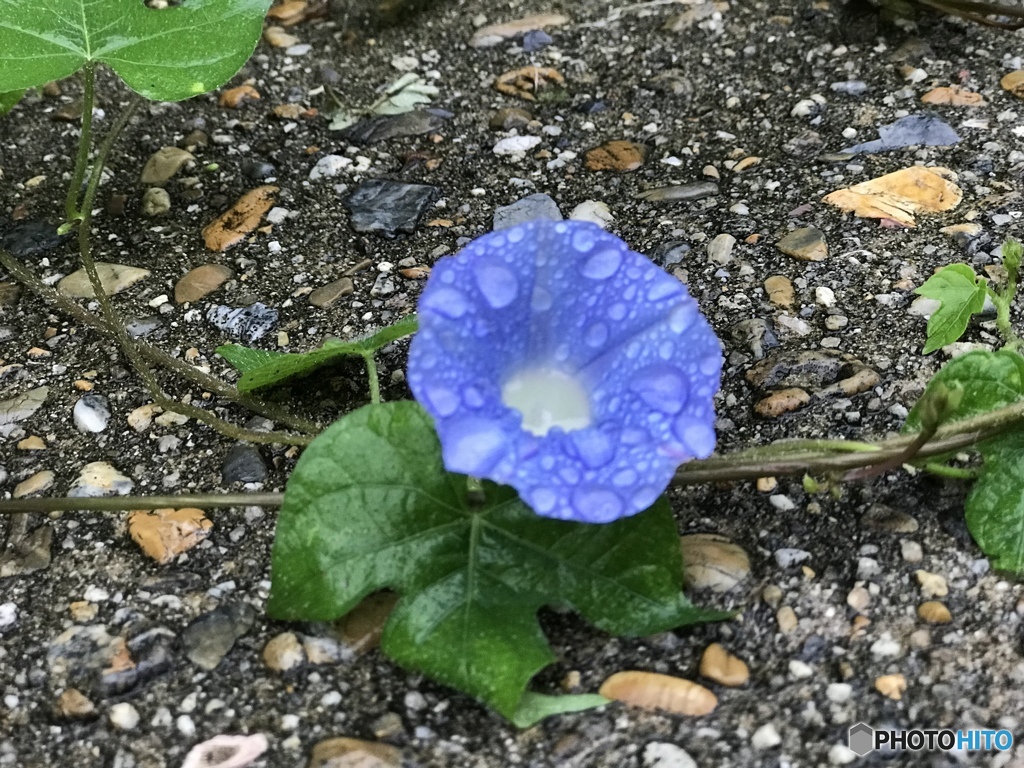 逞