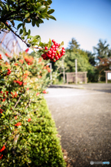 Red berries