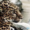 猛獣Big5