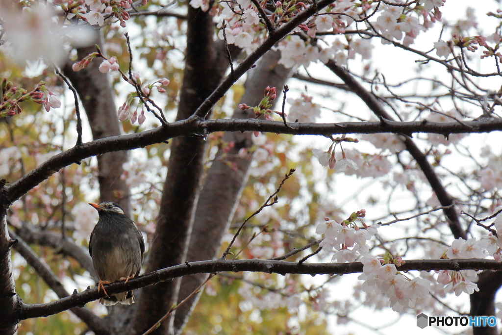 桜