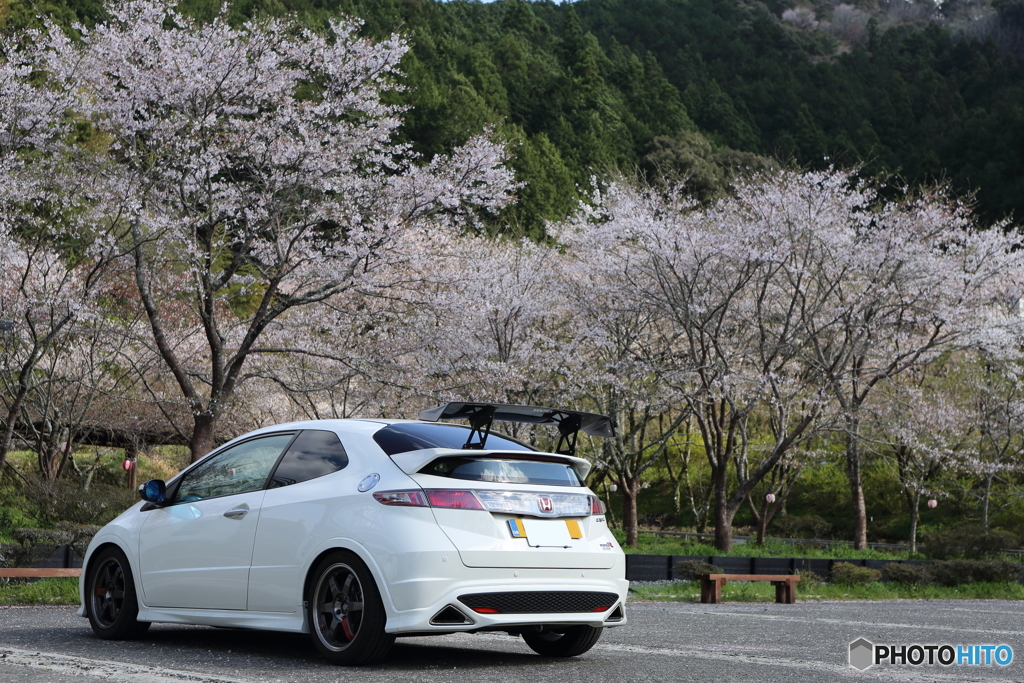 sakura civic