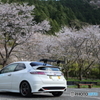 sakura civic