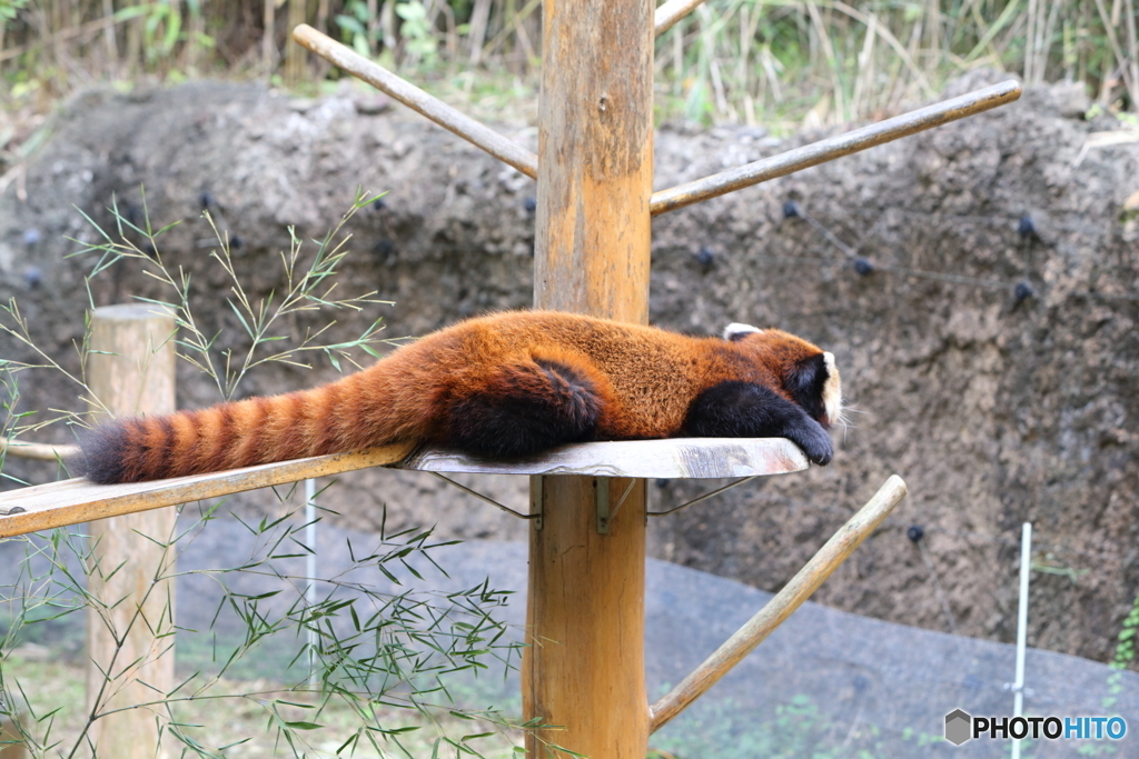 たれッサーパンダ