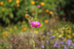 一輪の花