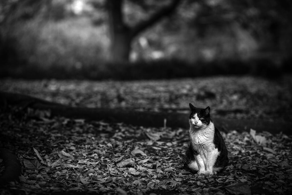 2013_11_28 13_04_53-Canon EOS 6D-EF135mm