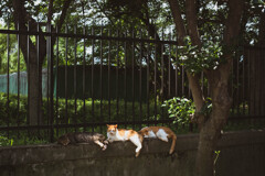 2013_07_06 12_13_11 X-Pro1 XF35mmF1.4 R