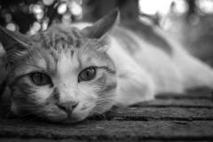 2014_08_13 14_06_51-X-Pro1-XF35mmF1.4 R