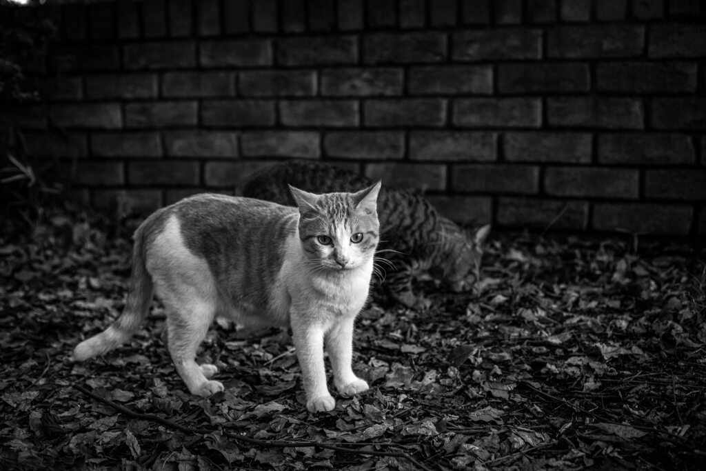 2013_09_11 16_22_45-Canon EOS 6D-Zeiss M