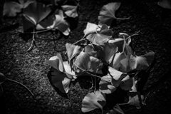 2013_11_28 13_24_41-Canon EOS 6D-EF135mm