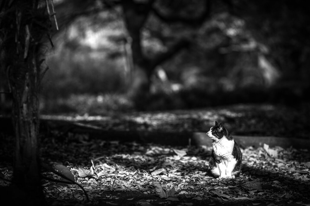 2013_11_28 13_03_04-Canon EOS 6D-EF135mm