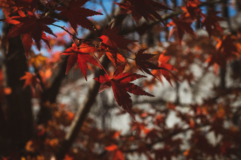 2012_12_27 13_43_11 X-Pro1 XF35mmF1.4 R