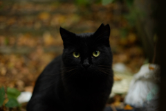 2014_10_27 15_11_10-X-T1-35.0 mm f_1.4