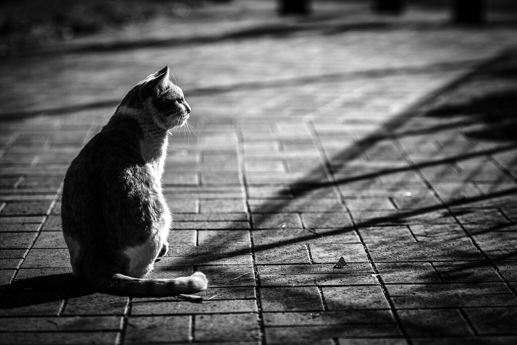 2013_12_12 12_40_52-Canon EOS 6D-EF135mm
