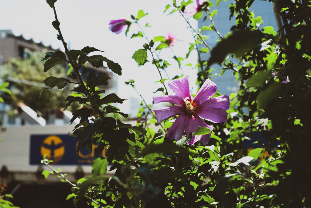 2012_08_21 12_29_25-X-Pro1-XF35mmF1.4 R
