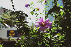 2012_08_21 12_29_25-X-Pro1-XF35mmF1.4 R