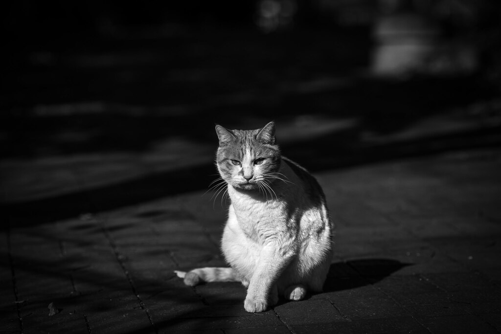 2013_12_12 12_41_26-Canon EOS 6D-EF135mm