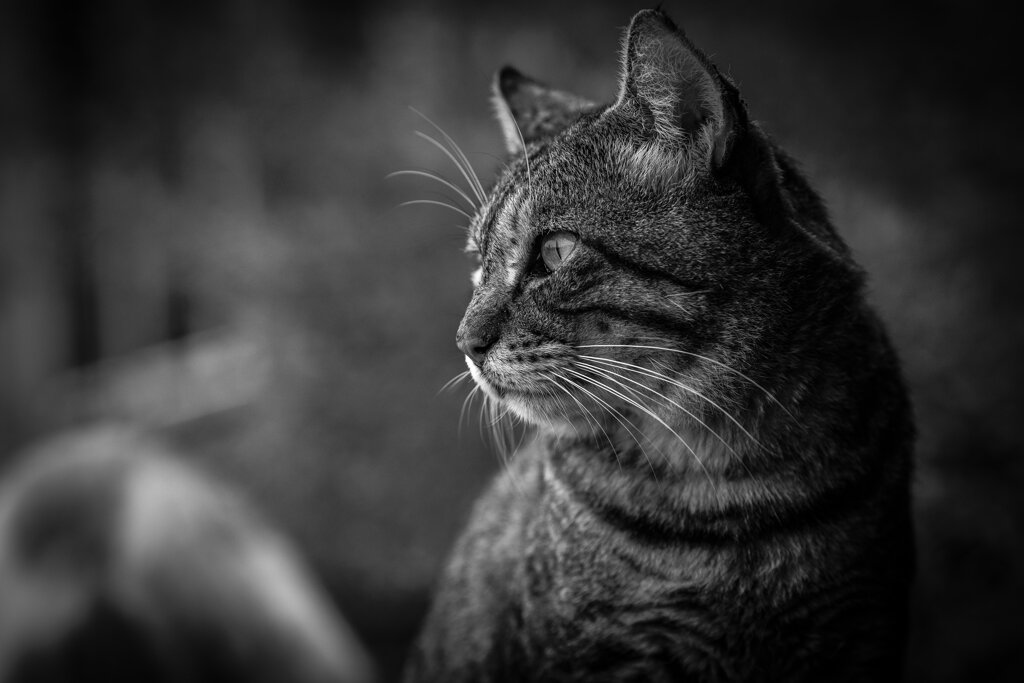 2013_09_11 16_55_40-Canon EOS 6D-EF135mm