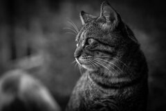 2013_09_11 16_55_40-Canon EOS 6D-EF135mm