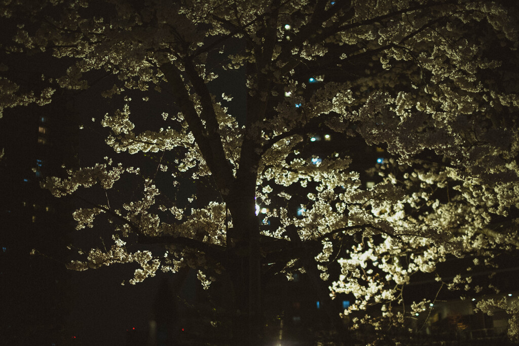 2013_03_23 21_49_38 X-Pro1 XF35mmF1.4 R