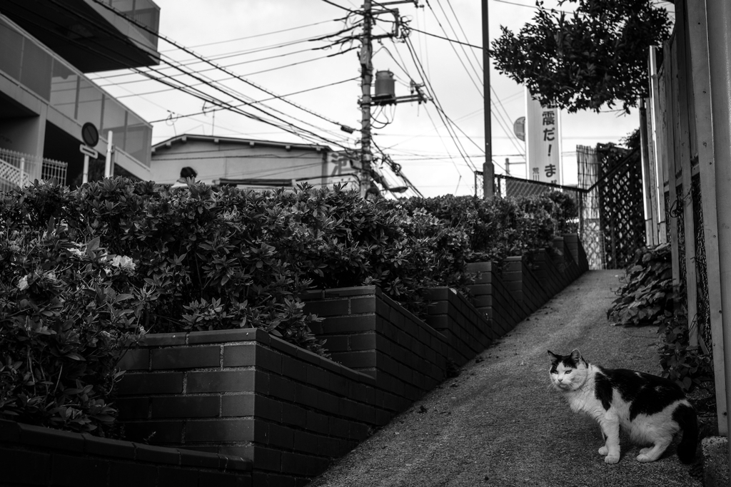 2014_05_08 17_14_44-X-Pro1-XF35mmF1.4 R
