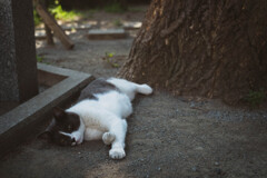 2013_07_11 15_08_37 X-Pro1 XF35mmF1.4 R