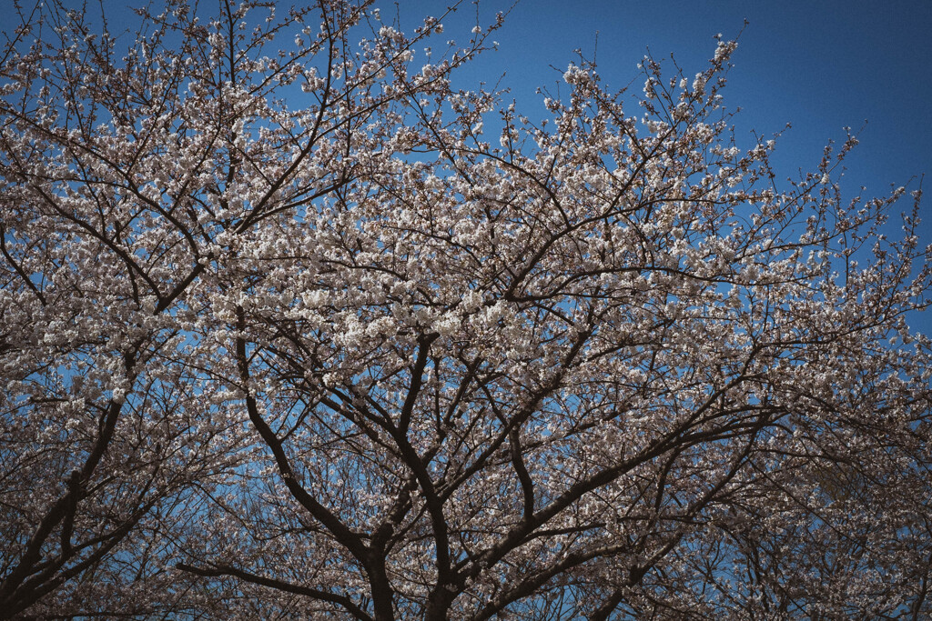 2013_03_22 13_03_59 X-Pro1 XF35mmF1.4 R