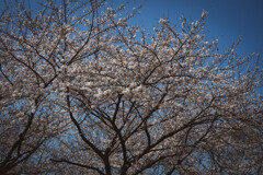 2013_03_22 13_03_59 X-Pro1 XF35mmF1.4 R